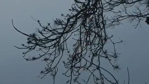 Cinematic Video Nature :
