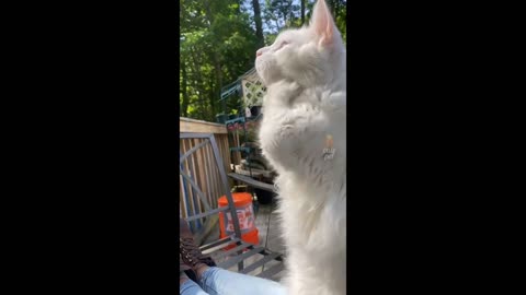 Funny animals video💥😍new video