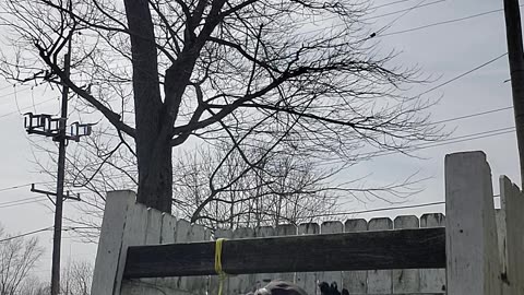 Culling down some onry Roosters 3