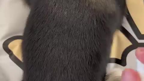 #cat #cute #kitten #pets #meow #videos #shorts #dog