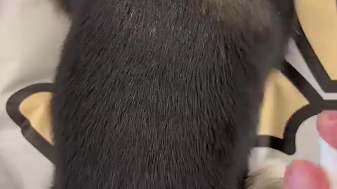 #cat #cute #kitten #pets #meow #videos #shorts #dog