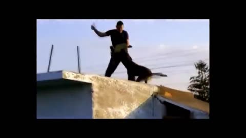 Amazing tricks Belgian Malinois-