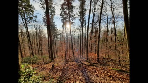 Dezember im Pfälzer Wald