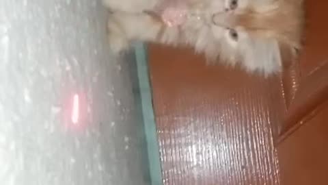 Playing kittens