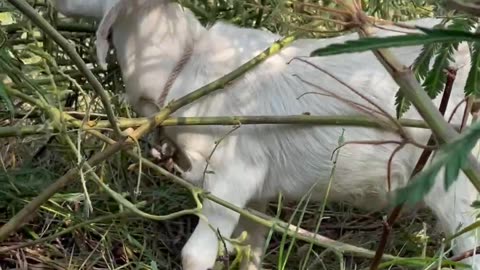 lovely goat, cute love