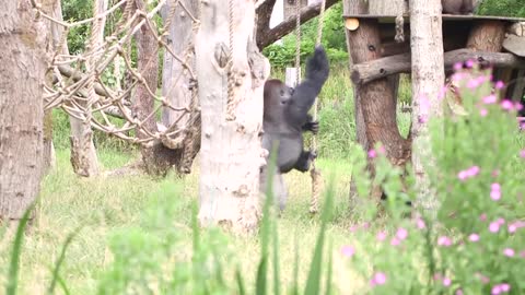 lovely Gorillas get watermelon treats!