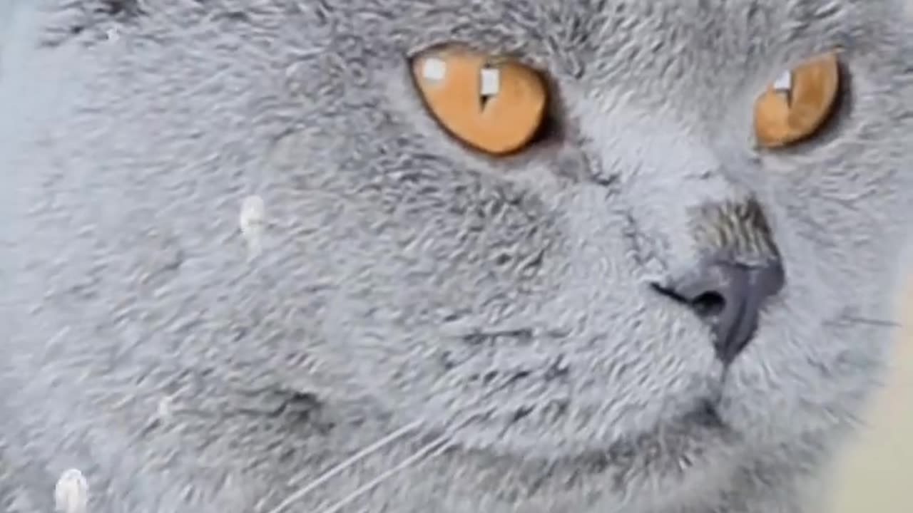 Oscar a good cat waste all food