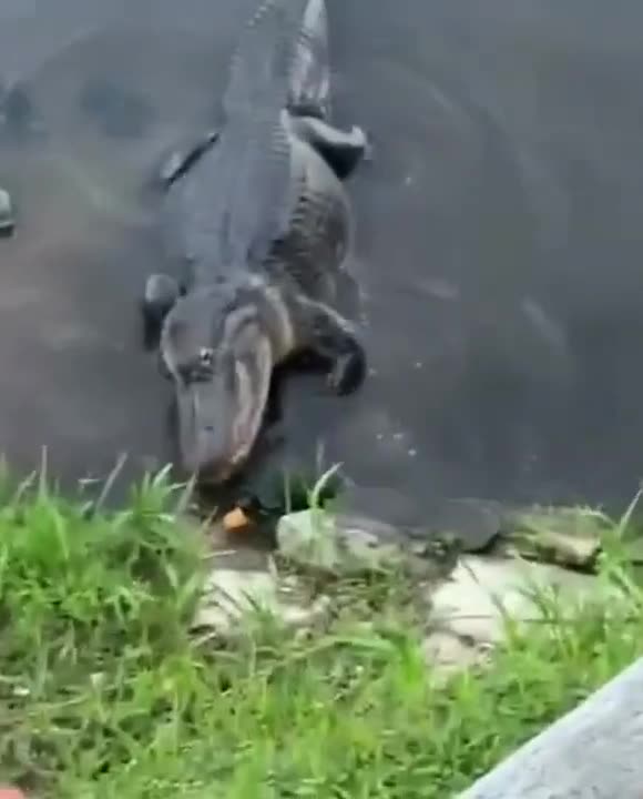 Fortune favours the bold 😂