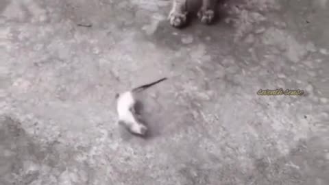 Funny animals video 😂😂