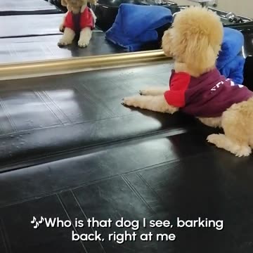 Funniest pets😁😁