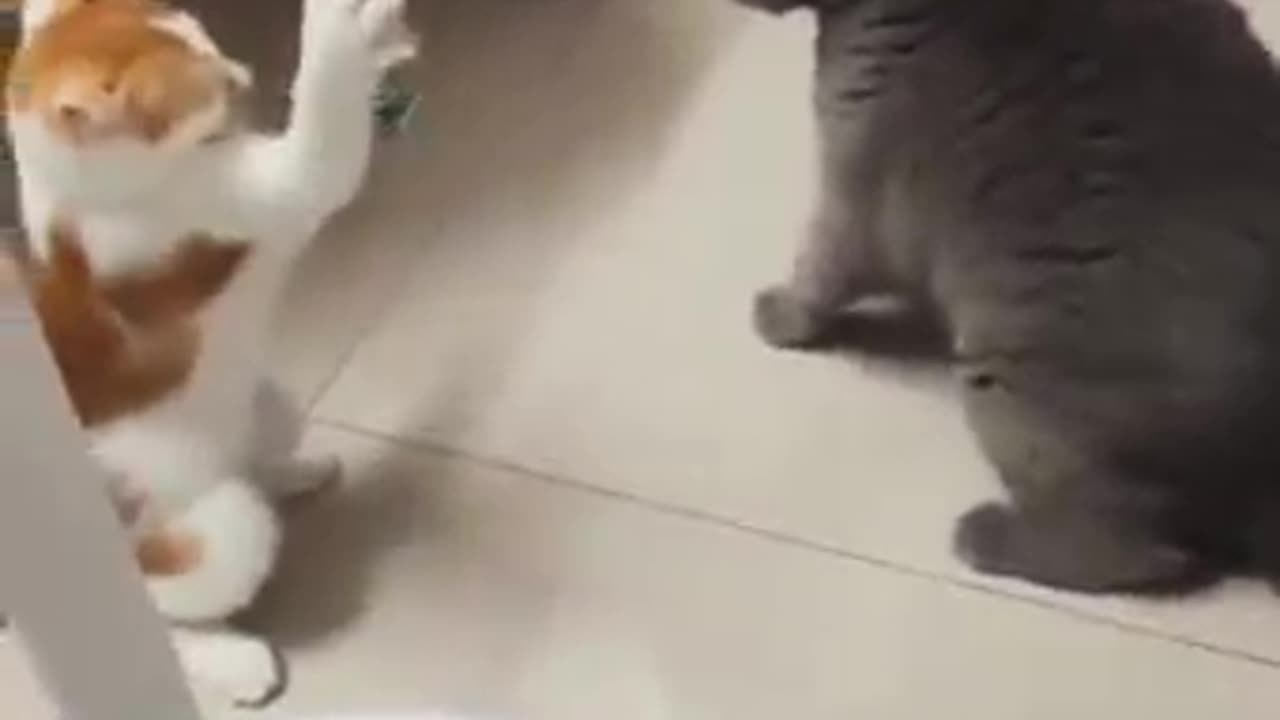 Cat WWE Fight