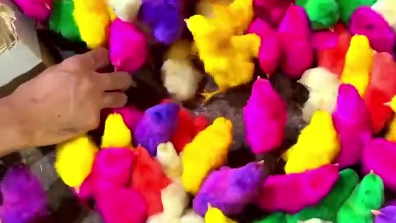 Colourful chicks🐣🐤 😍