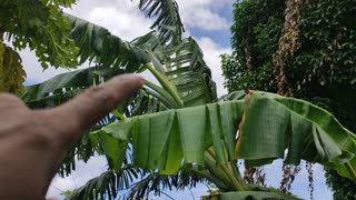 Garden update - My Plaintain is on it's way