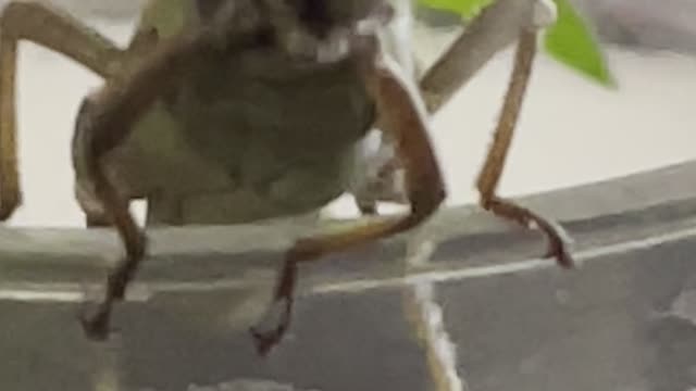 Locust dance