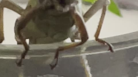 Locust dance