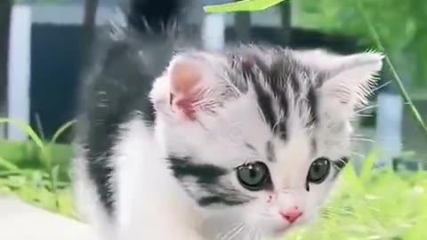 Cute cats