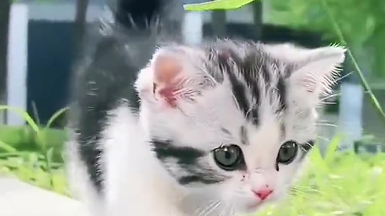 Cute cats