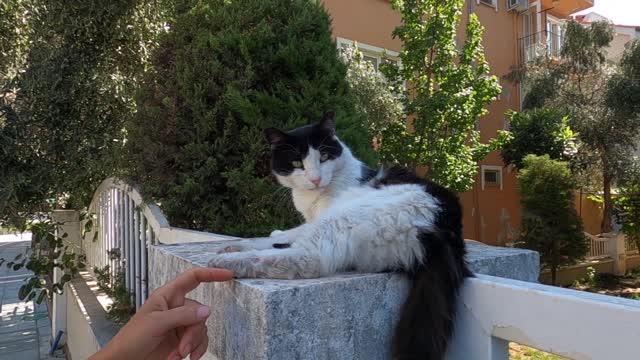 Black and white cat needs more love than food