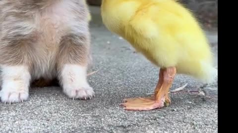 The dog the duck and the pig