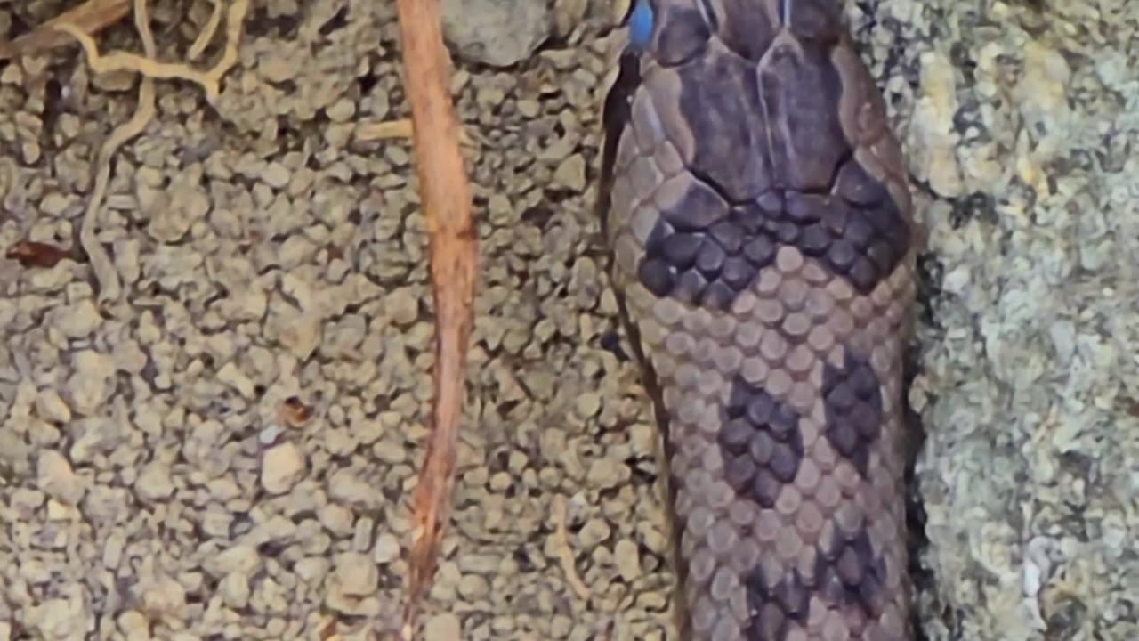 Snake on stone wall / beautiful reptile in nature #snake #reptiles