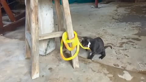 Train your cat to catch snakes