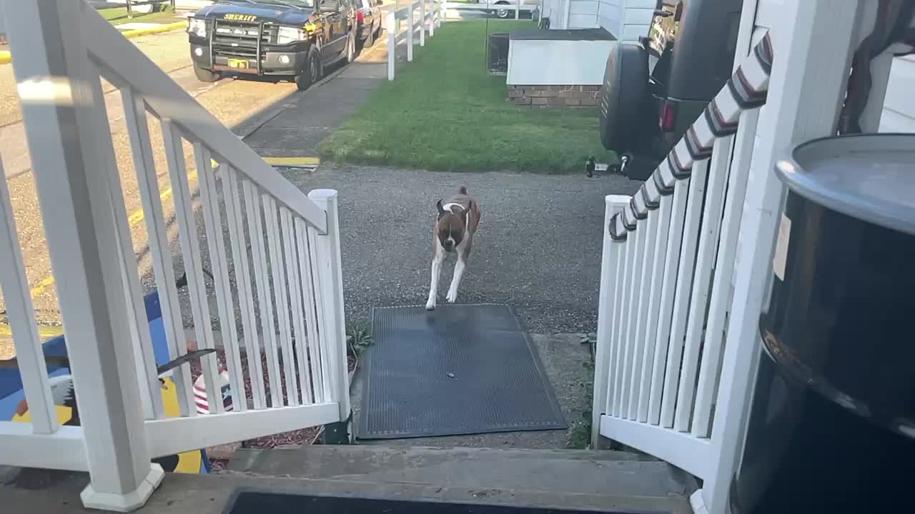 Boxer Leaps Up Steps in Slo-Mo