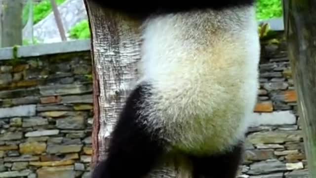 Lovely giant panda, come and have a look