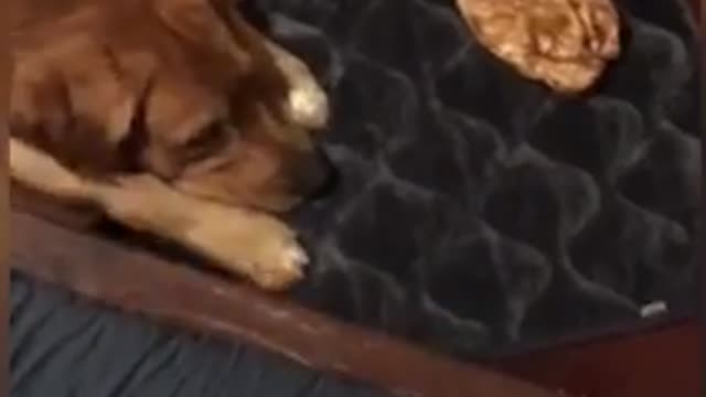 Dog fights with treat and is sad when it doesn’t fight back