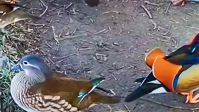 Colorful mandarin ducks playing in the water