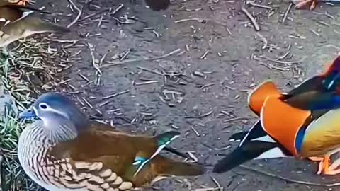 Colorful mandarin ducks playing in the water