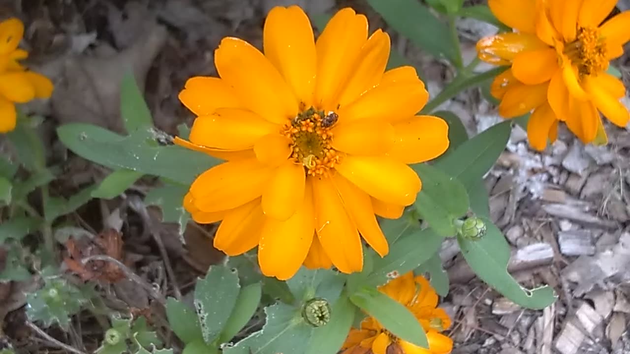 Zinnia Angustifolia