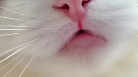 Cat funny movement 😂🤣