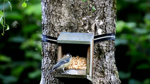 Tit bird house feed...!