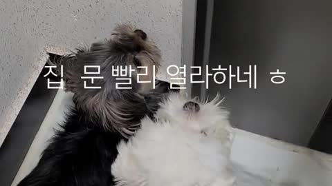 사랑하는 고양이