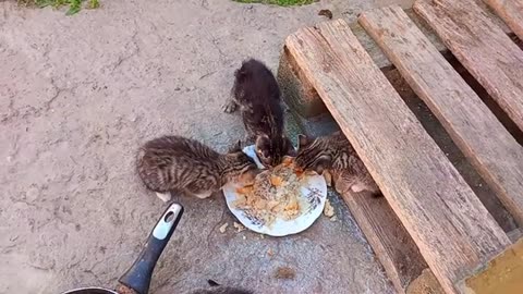 Dog eats with Cute Kittens.