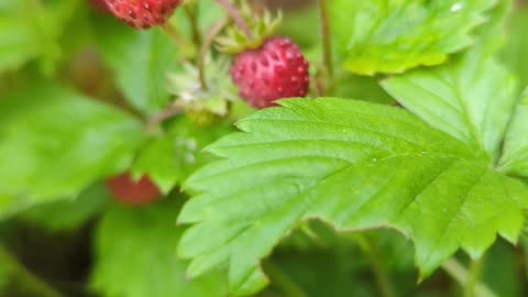 Beautiful woodland strawberries