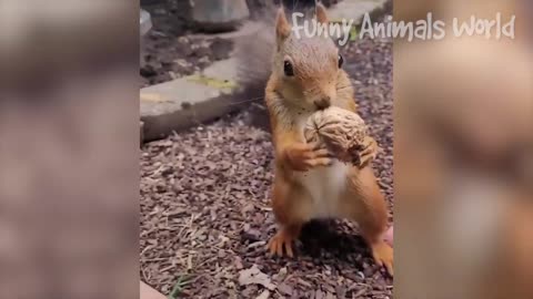Funniest Animal Videos😂 - Funny Cats😹 and Crazy Dogs🐶 Videos 2023!!!!!!