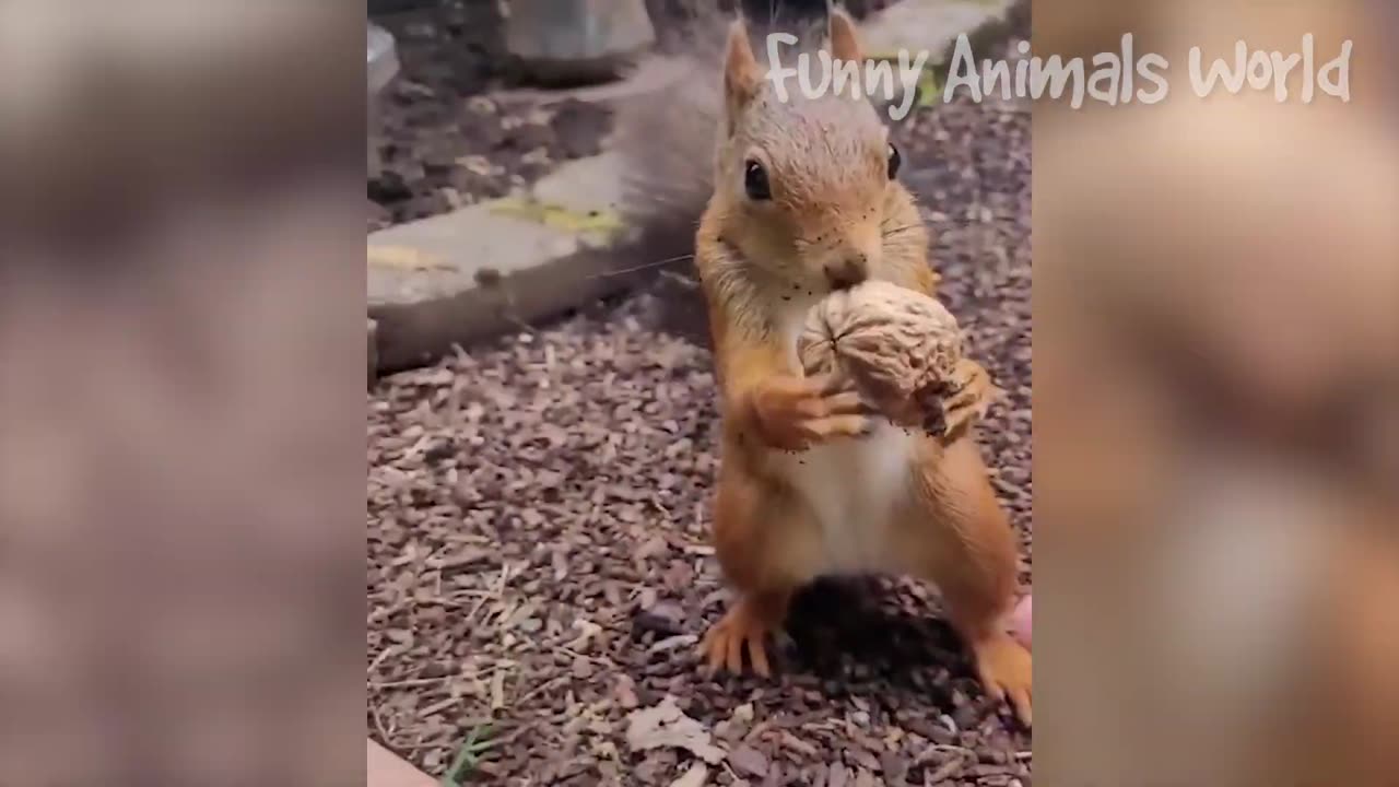 Funniest Animal Videos😂 - Funny Cats😹 and Crazy Dogs🐶 Videos 2023!!!!!!