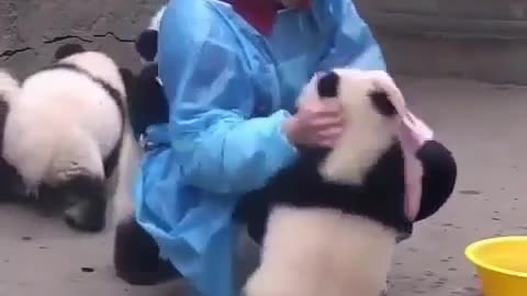 The lovely giant panda
