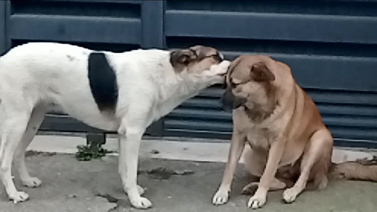 سگ، عشق، بوسه، dog, love, kiss