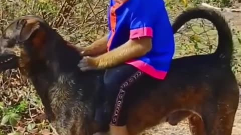 Riding Monkey on a Dog Funny Clip