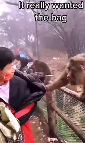 Monkey’s from China are savages