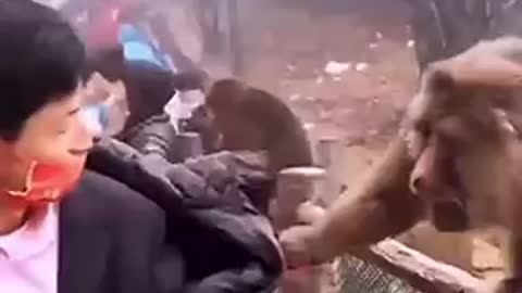 Monkey’s from China are savages