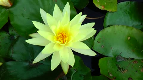 Water Lily