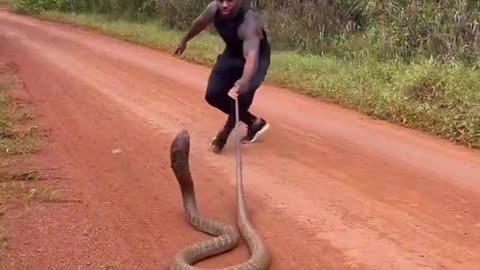 Catching king cobras is never easy