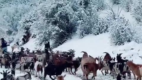 Snow Camel walks with the goats