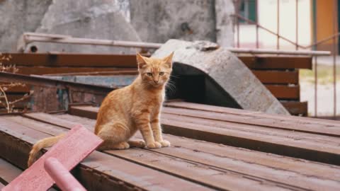 homeless cat standing on the landfill 31997