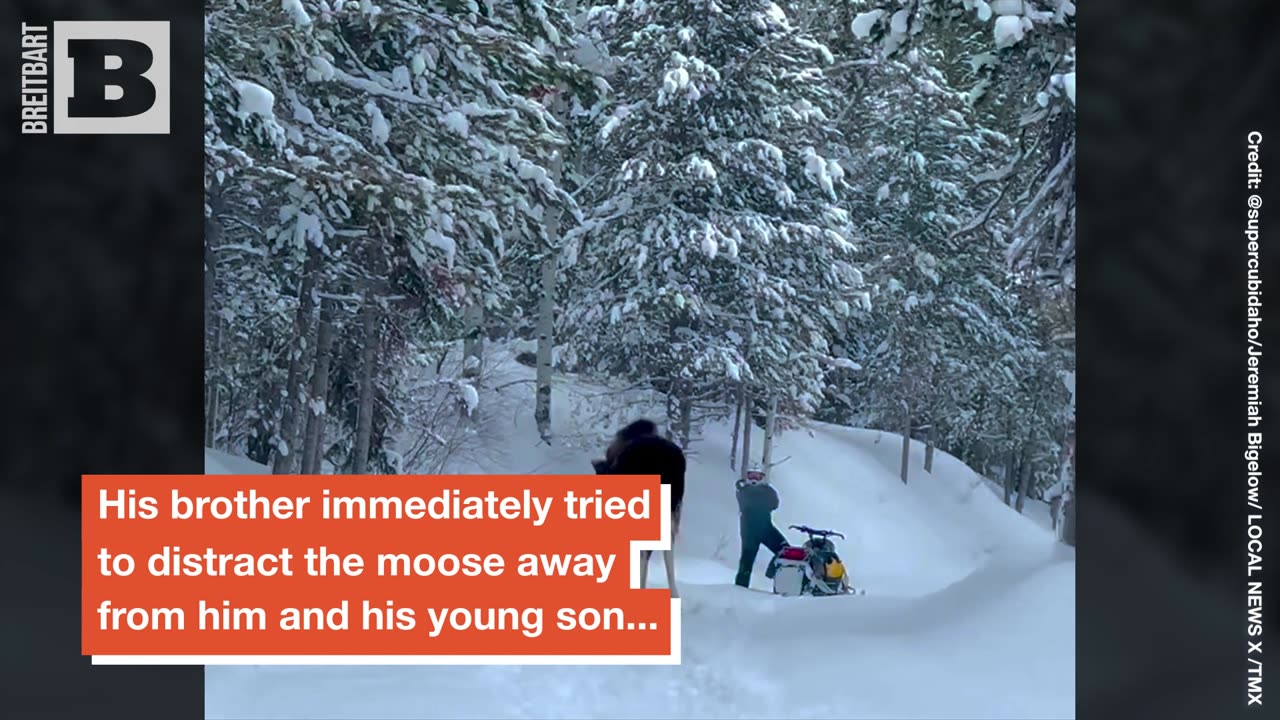 Not Very A-Moose-ing! — Idaho Snowmobiler Narrowly Avoids Charging Moose