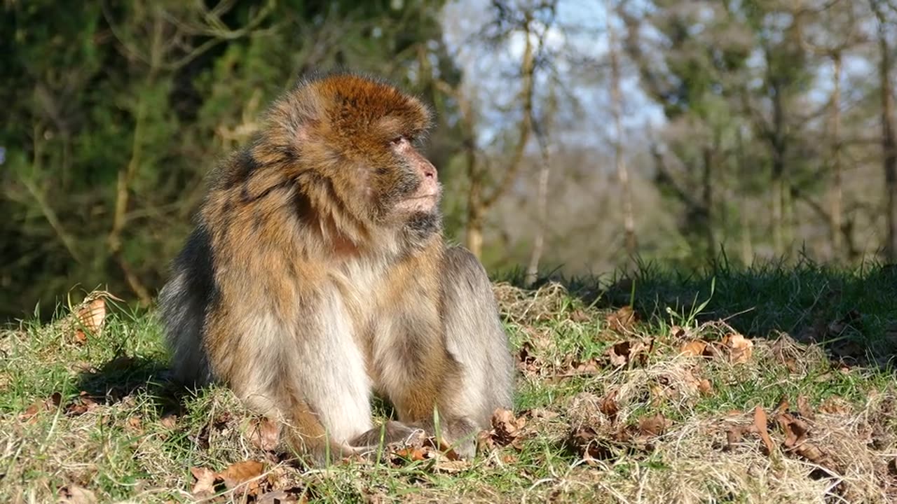 Nice monkey