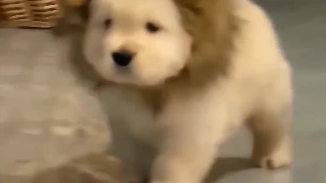 Happy dog